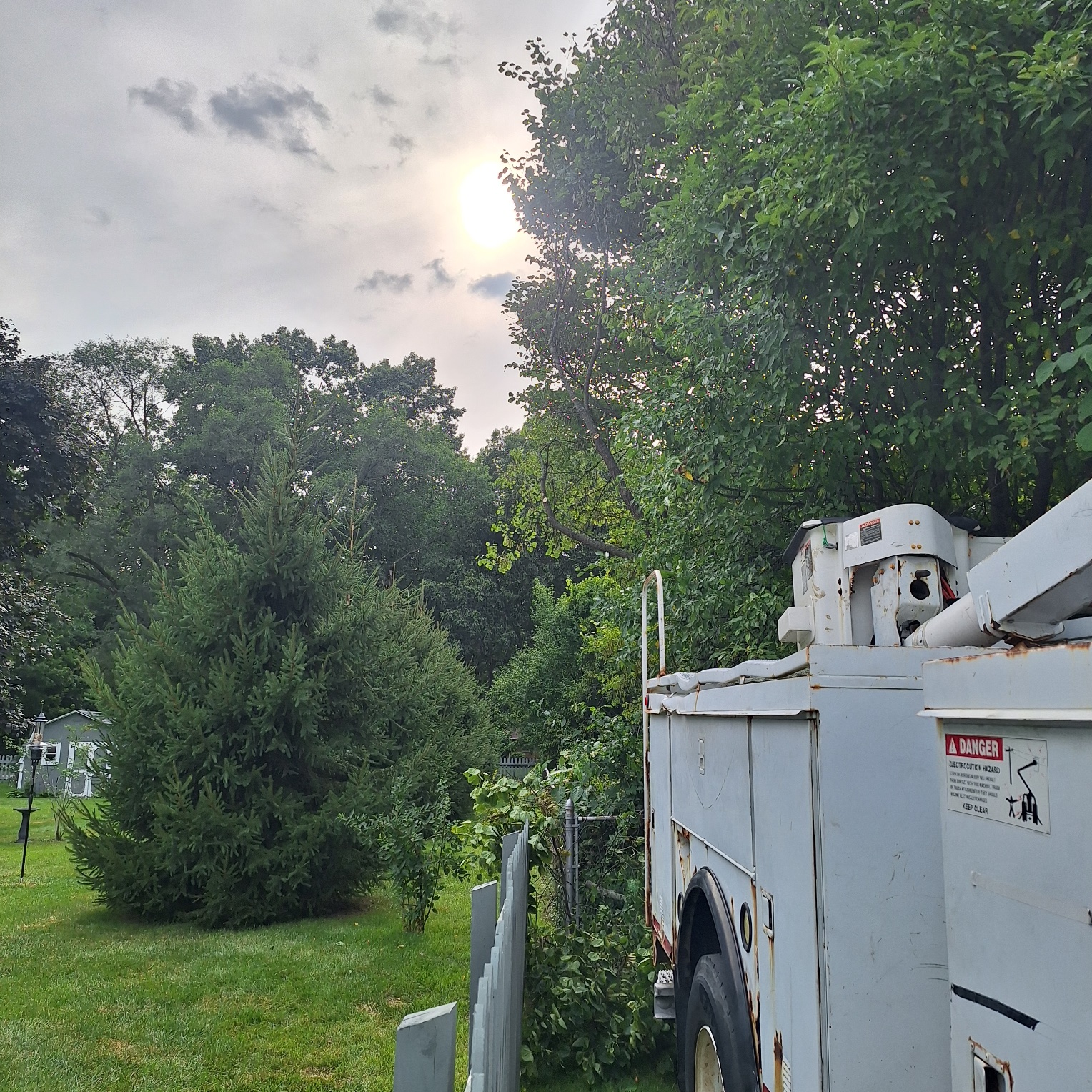 After: Professionally trimmed trees with proper utility line clearance