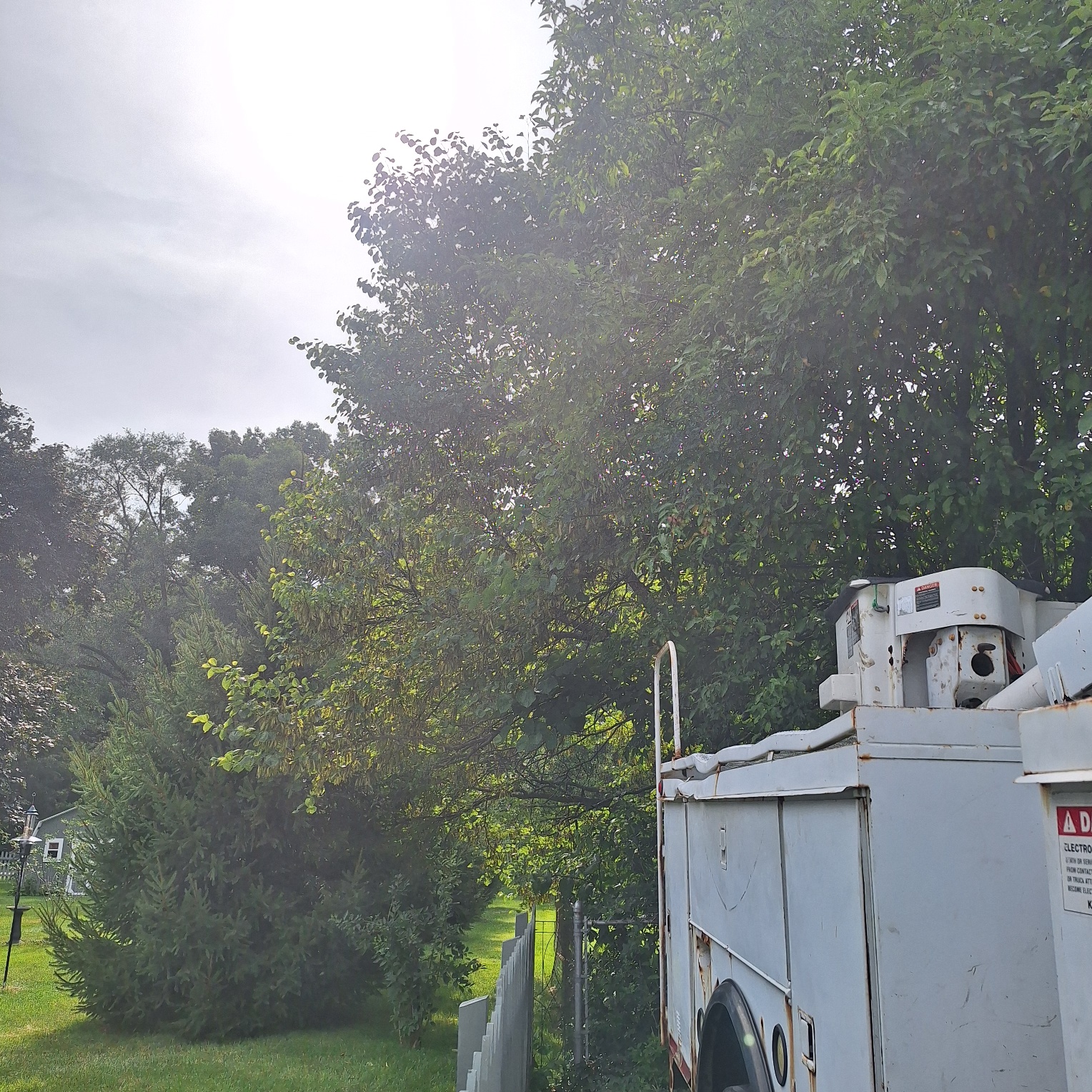 Before: Overgrown trees near utility lines requiring professional trimming
